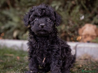 Caniche Toy perros - Anuncio 9