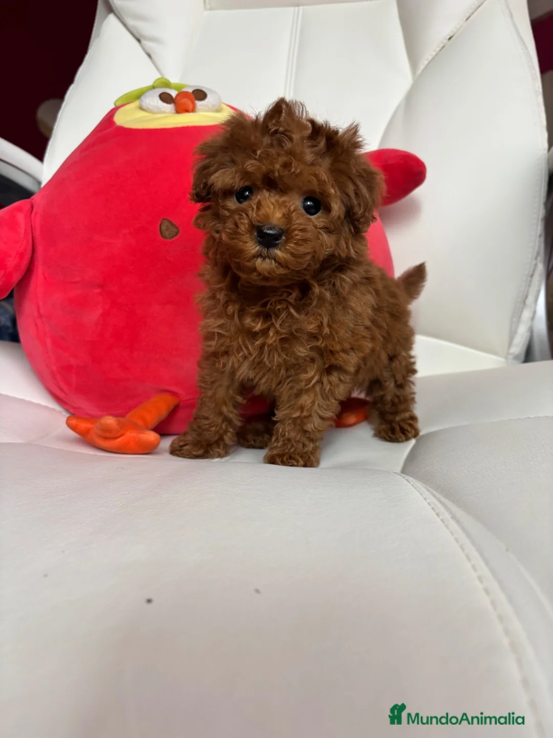 Caniche Toy perros en venta: Caniche toy excelentes ejemplares !!! - Anuncio 15