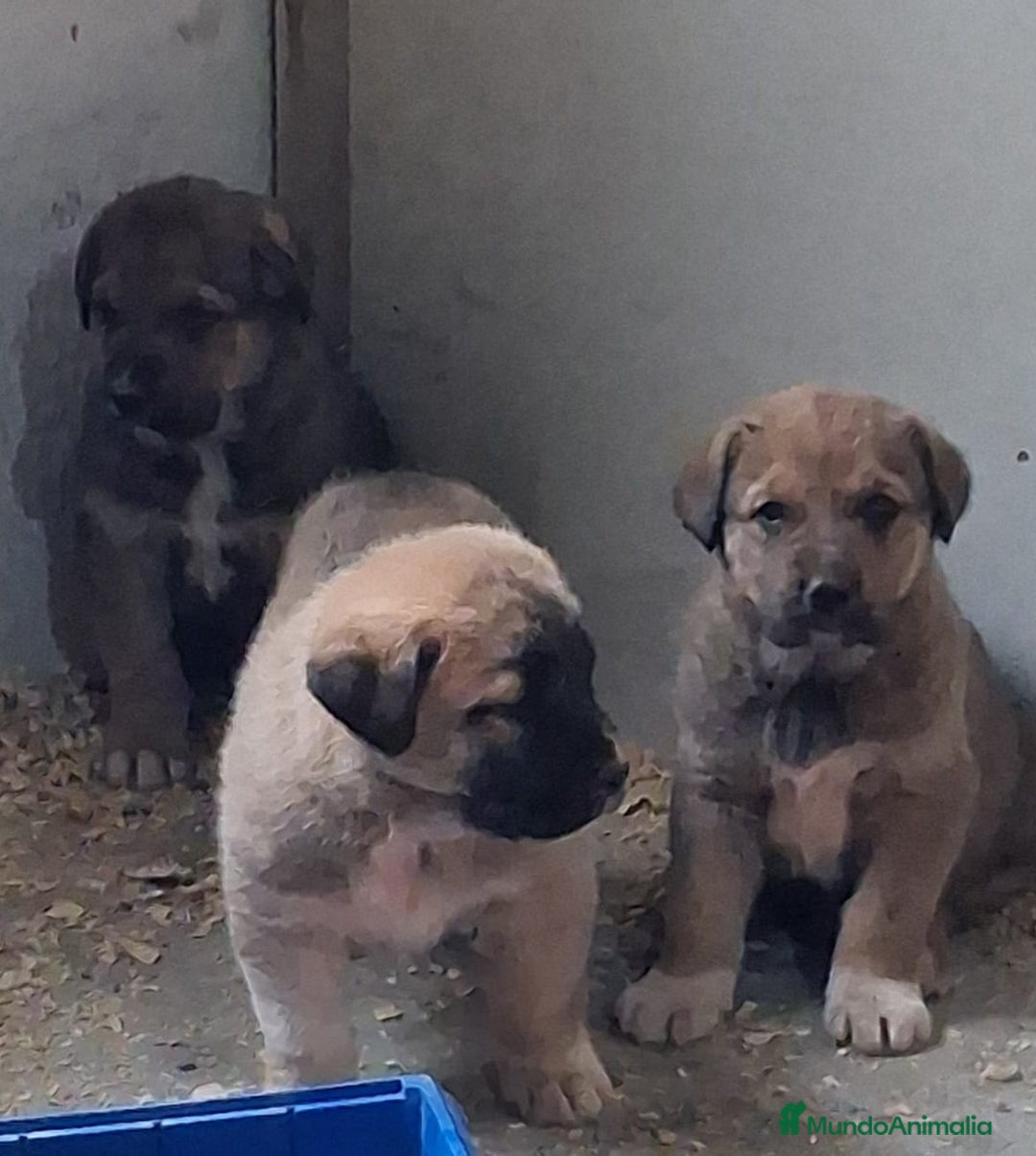 Mastín Español perros en venta: Mastin Leones - Anuncio 3