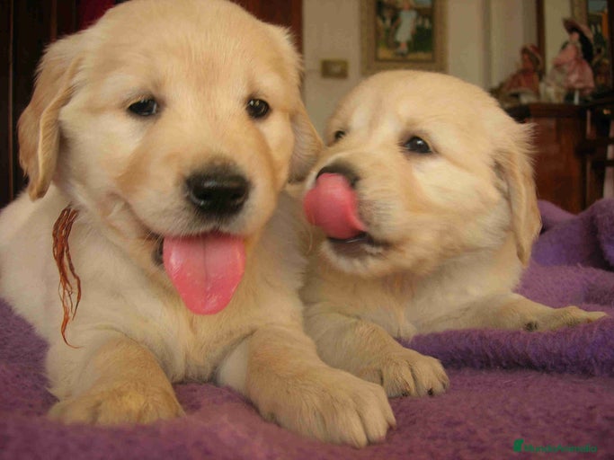 Imagen de galería {{count}}