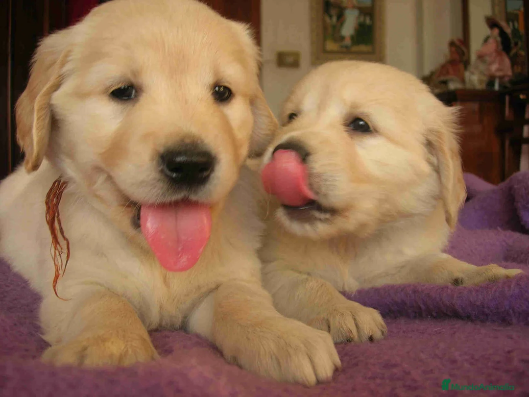 Imagen de galería {{count}}