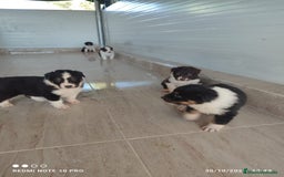 Pastor Australiano perros en venta: PASTOR AUSTRALIANO  - Imagen 3