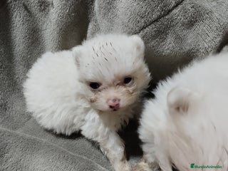 Pomerania perros en Málaga - Anuncio 17