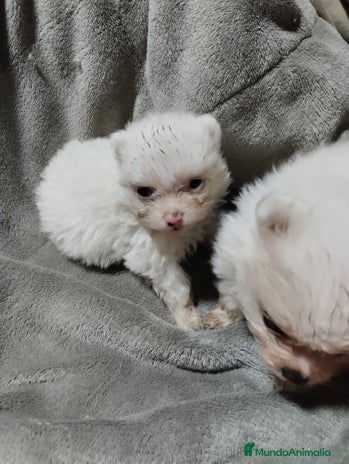 Pomerania perros en Málaga - Anuncio 16