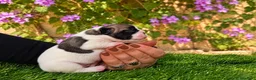 Bulldog Francés perros en venta: Cachorros de Bulldog Francés. - Anuncio 6