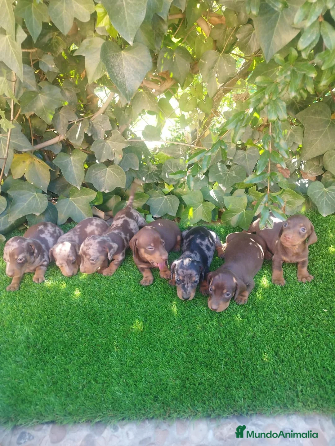 Teckel perros en venta: TECKEL ESPAÑA :)  en Badajoz - Anuncio 3