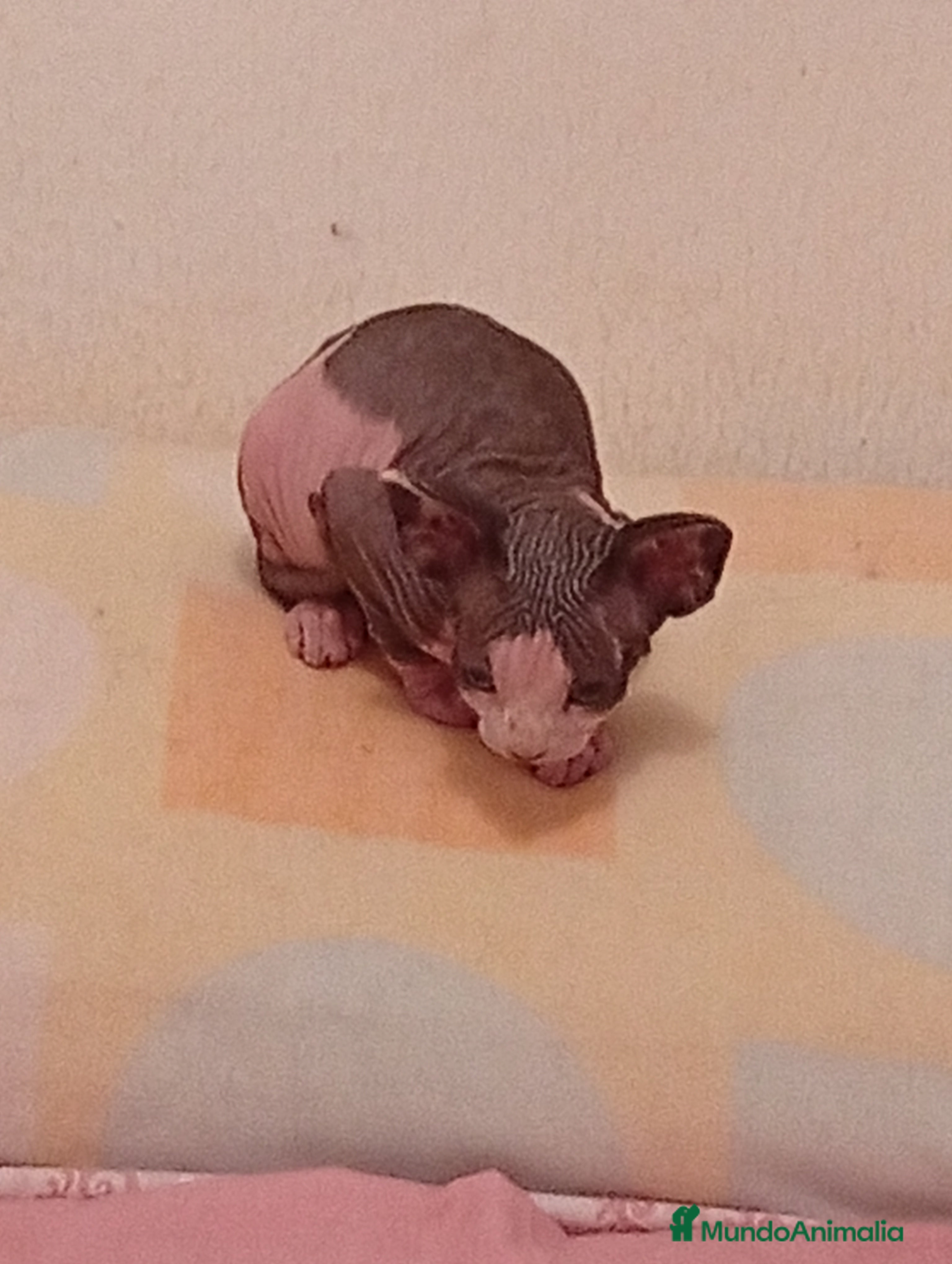 Sphynx gatos Gato sphinge  - Anuncio 21