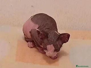 Sphynx gatos Gato sphinge - Anuncio 21