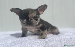Bulldog Francés perros en venta: Cachorrita de Bulldog francés Merle blue  - Imagen 7