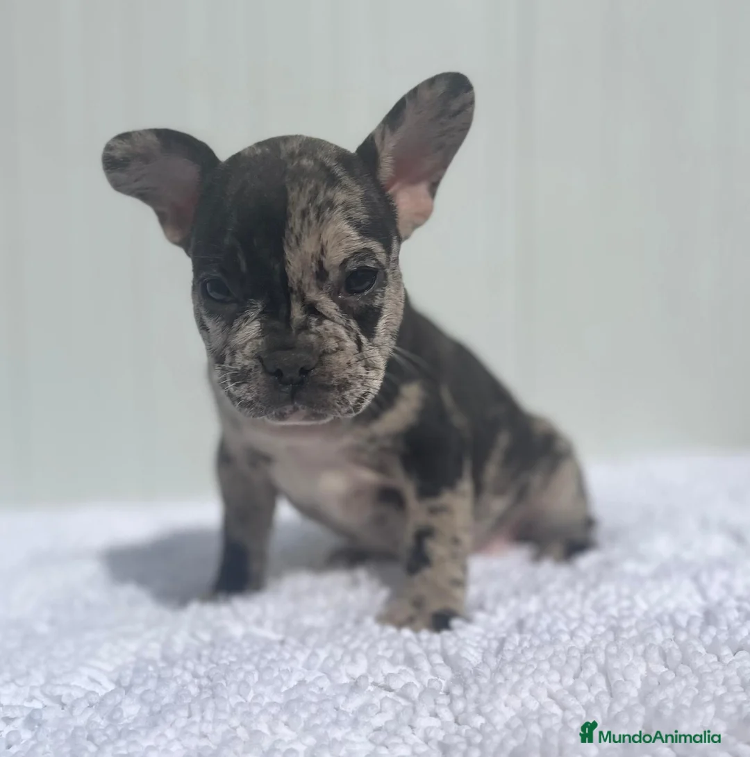 Bulldog Francés perros en venta: Cachorrita de Bulldog francés Merle blue  - Anuncio 7