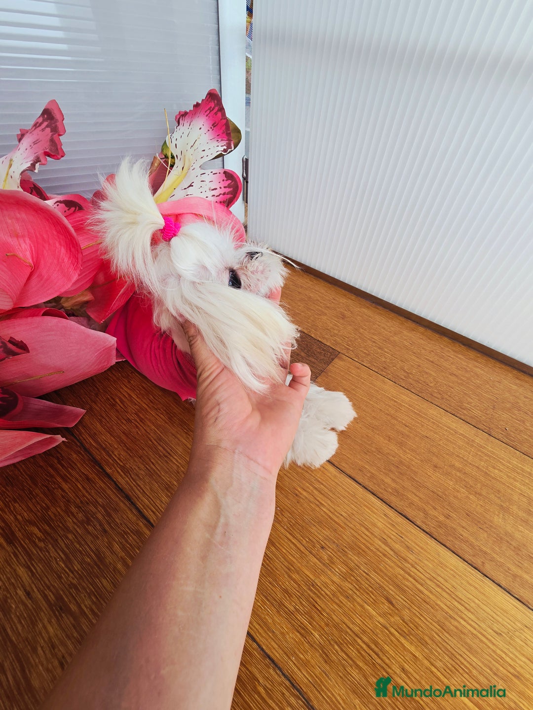 Bichón Maltés perros en venta: Mini Teacup Maltés 100% Coreana – en venta - Imagen 3