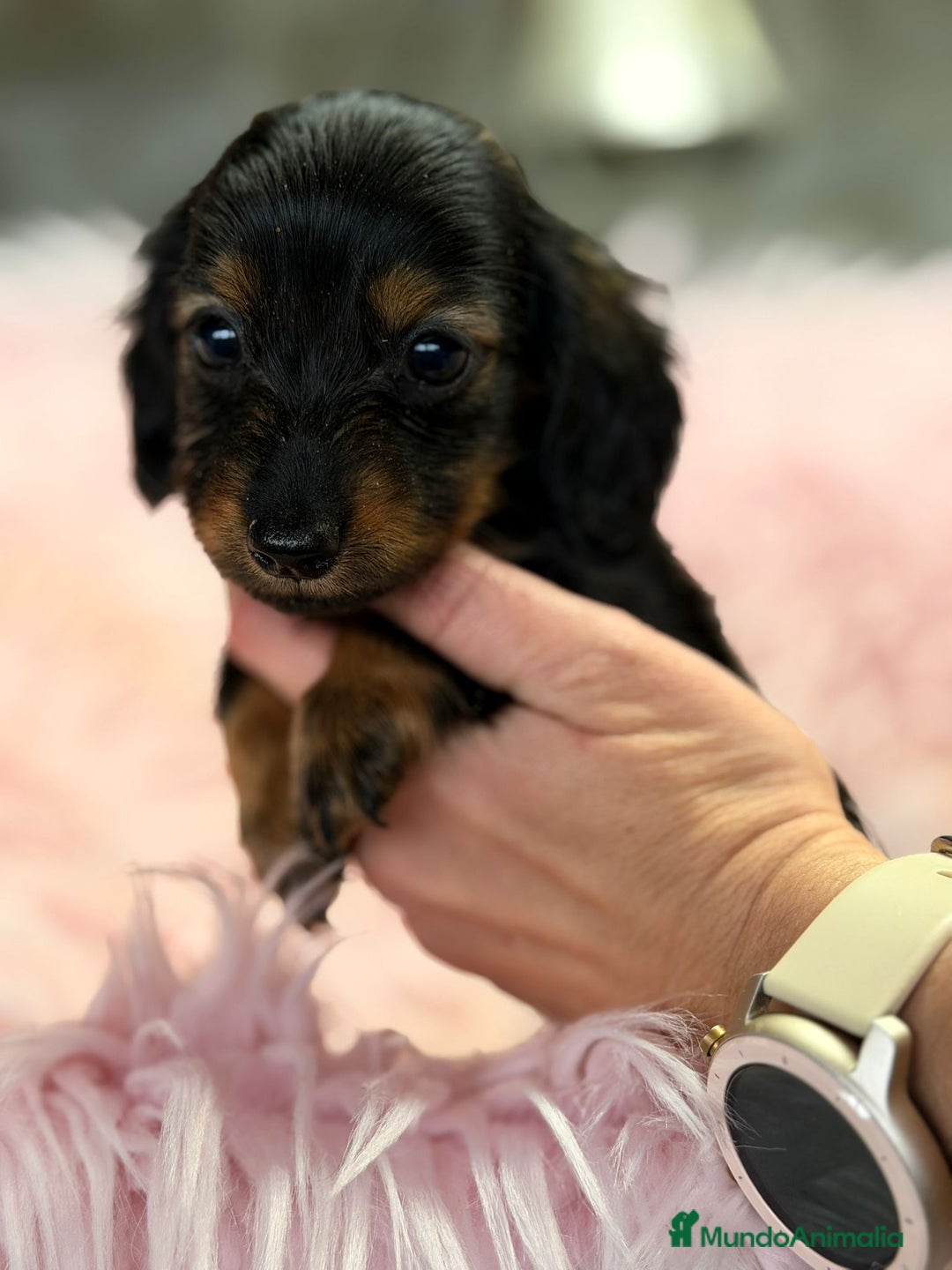 Teckel Miniatura perros en venta: Teckel pelo largo negro fuego - Anuncio 3