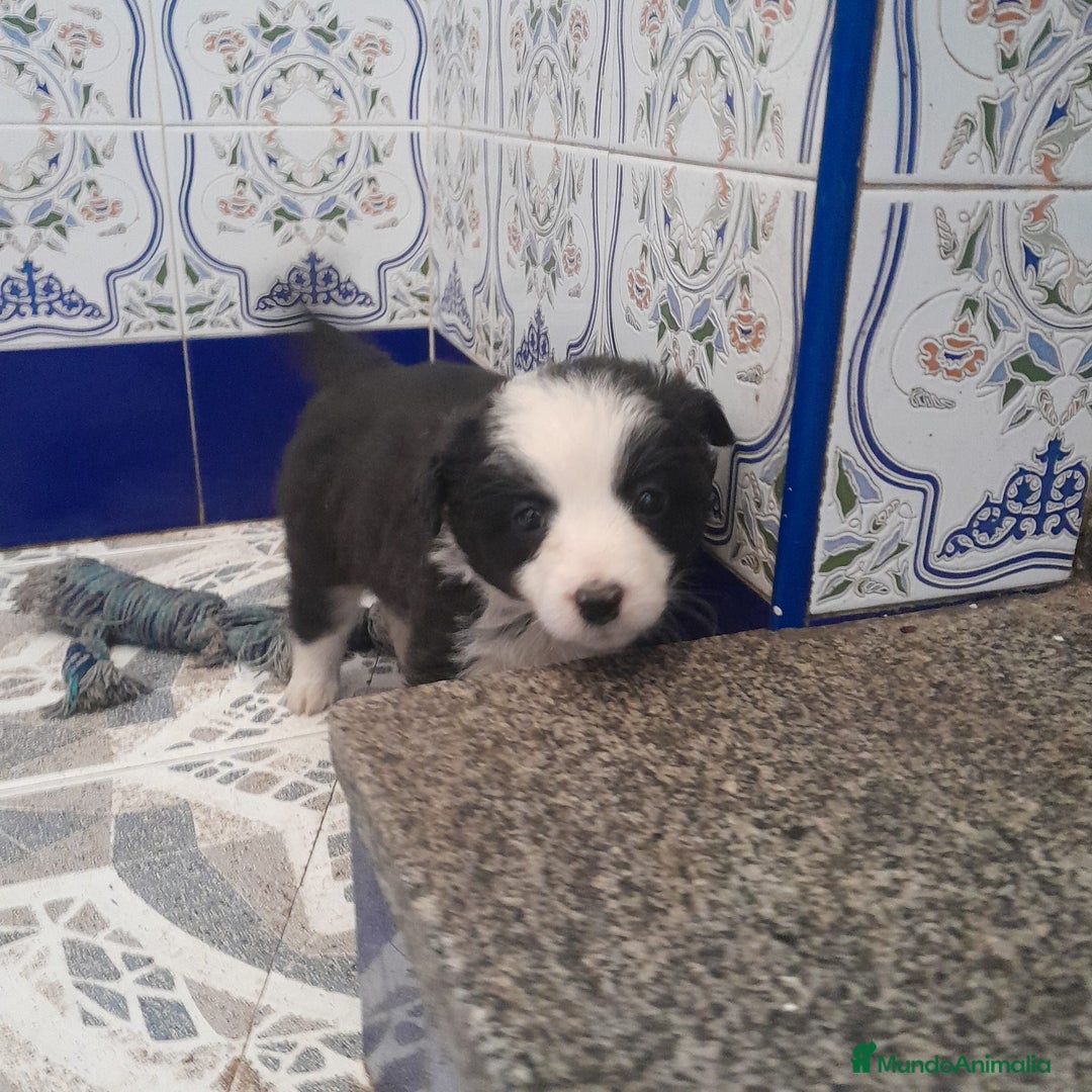 Border Collie perros en venta: BORDER COLLIE - Anuncio 8