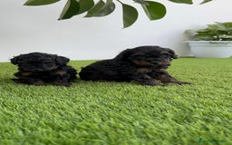 Caniche Toy perros en venta: CANICHTE TOY HEMBRA Mascotas del sur - Imagen 4