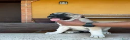 Mastín Español perros en venta: Mastin  - Anuncio 12