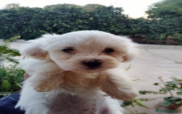 Bichón Maltés perros en venta: BICHON MALTES TOY🤩 - Imagen 1