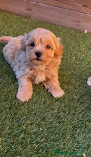 Maltipoo perros MALTIPOO en Barcelona - Anuncio 15