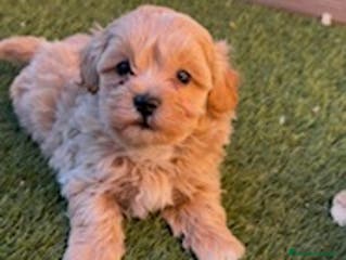 Maltipoo perros MALTIPOO en Barcelona - Anuncio 28