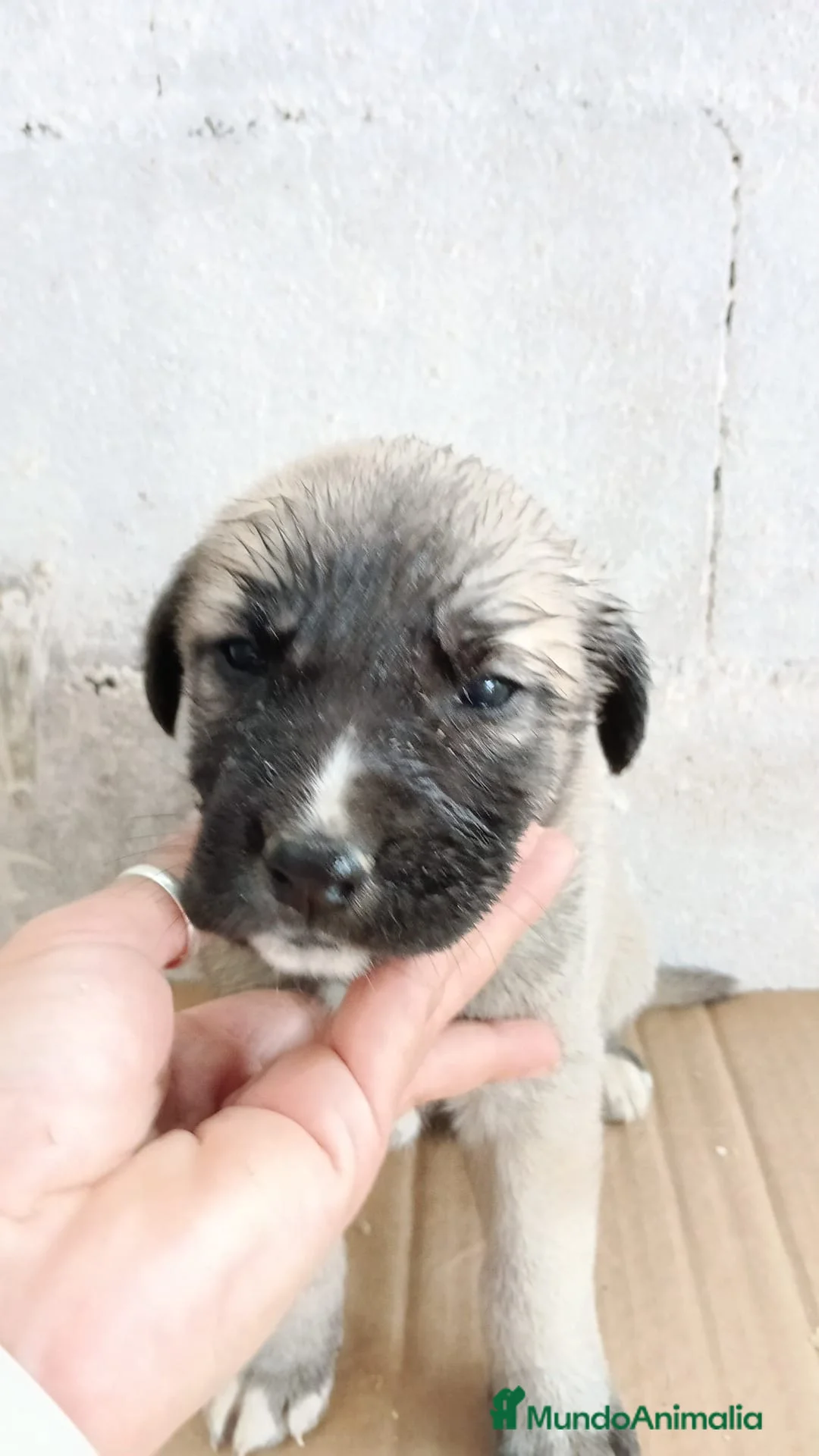 Mastín Español perros en venta: Hembra de mastin - Anuncio 1