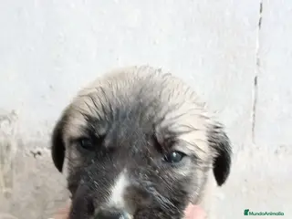 Mastín Español perros Hembra de mastin - Anuncio 1