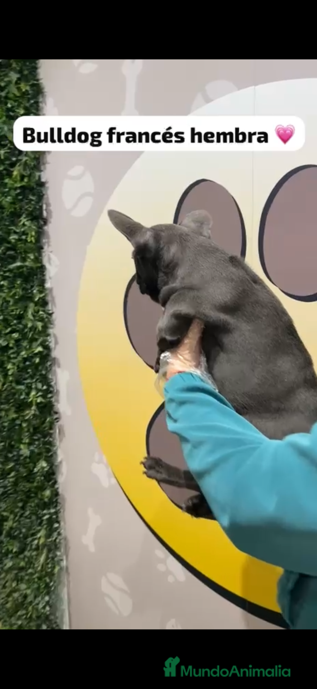 Bulldog Francés perros en venta: Bulldog francés blue hembra - Anuncio 4