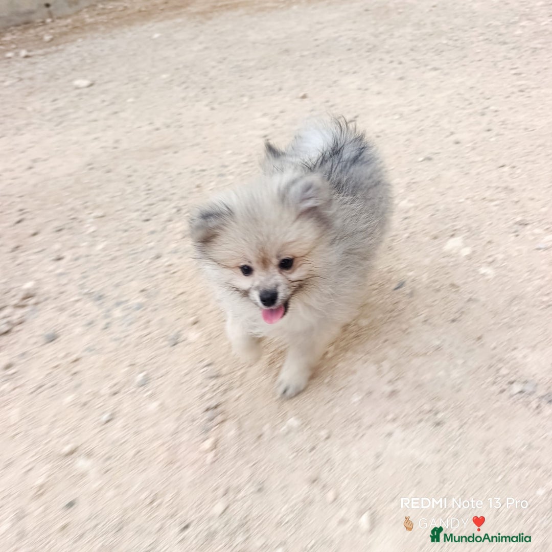 Pomerania perros en venta: PRECIOSA HEMBRITA POMERANIA - Anuncio 2
