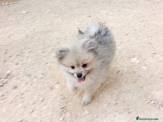 Pomerania perros PRECIOSA HEMBRITA POMERANIA - Anuncio 1