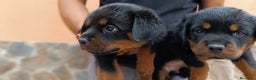 Rottweiler perros en venta: Cachorros de Rottweiler - Anuncio 4