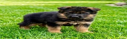 Pastor Alemán perros en venta: pastor alemán belleza alto standing - Anuncio 13