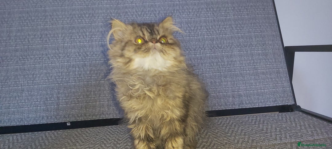 Persa gatos en venta: Machito Persa - Imagen 3