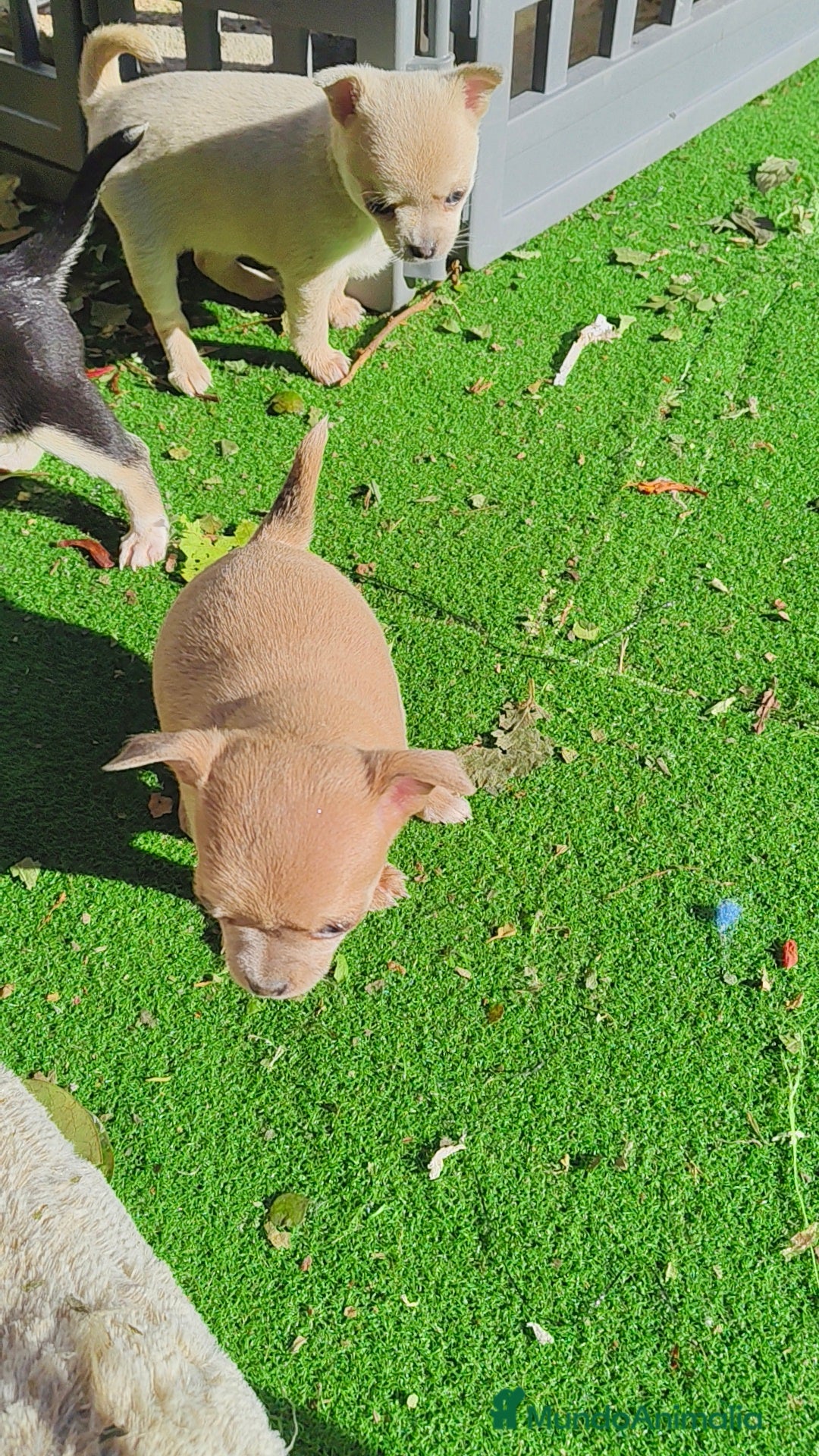 Chihuahua perros en venta: Chihuahua Toy hembras - Anuncio 3