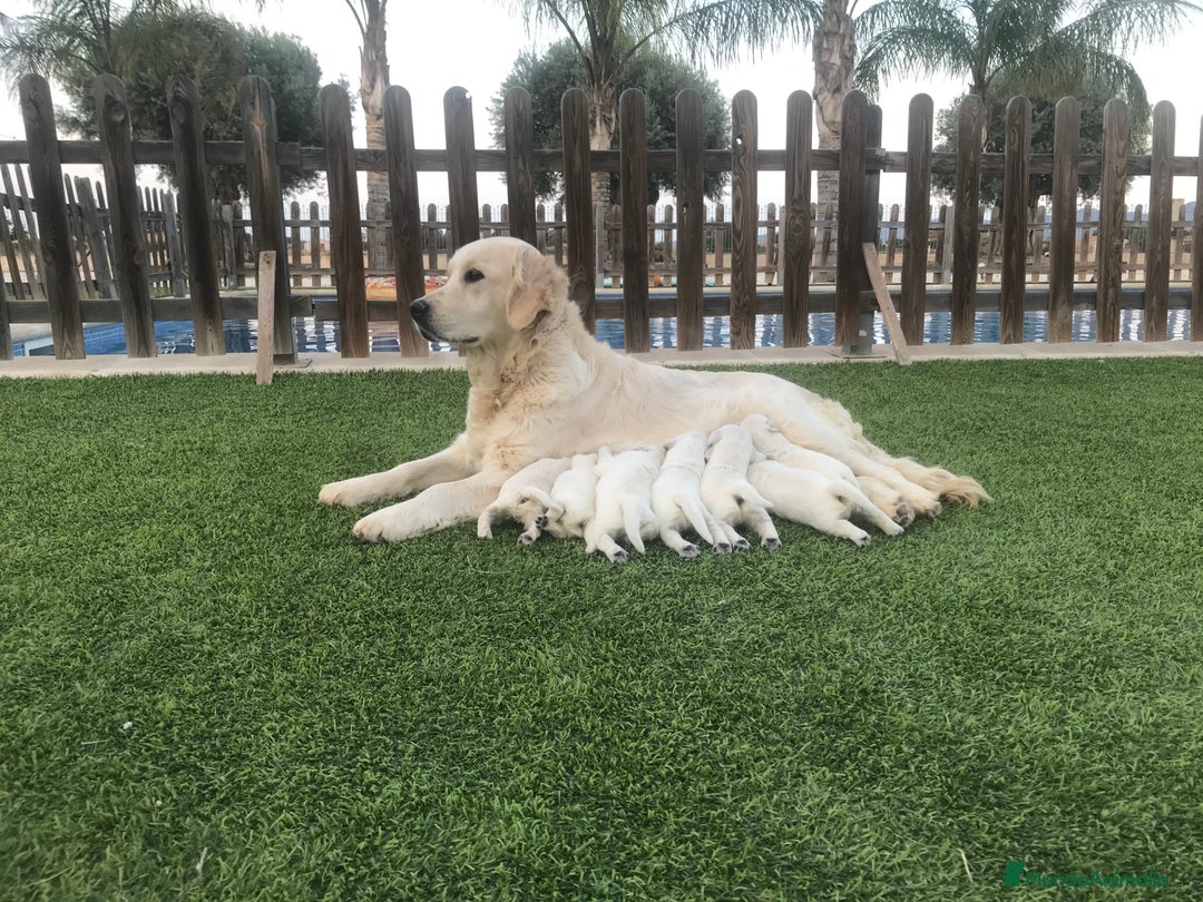 Golden Retriever perros en venta: Cachorros golden retriever con pedigree  - Anuncio 12