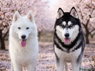 Husky Siberiano perros Husky siberiano - Anuncio 1