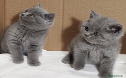 Británico de Pelo Corto Azul gatos en venta: British Shorthair  - Anuncio 15