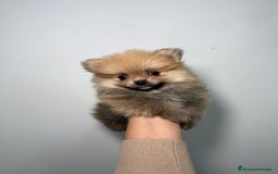 Pomerania perros en venta: Pomerania Macho - Anuncio 1