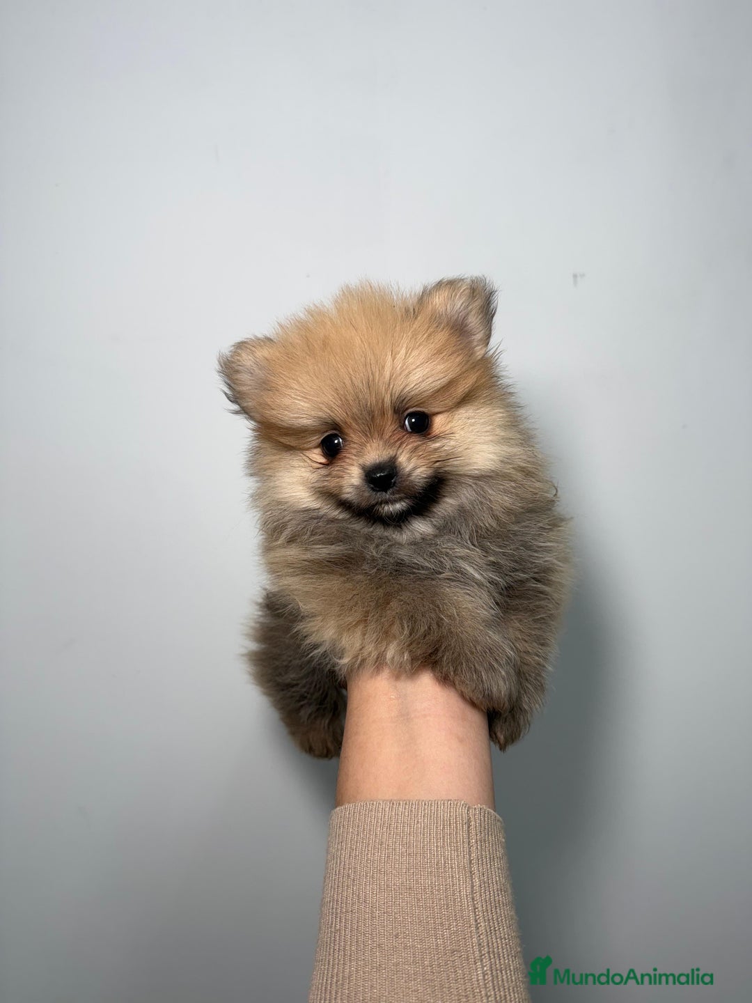 Pomerania perros en venta: Pomerania Macho - Anuncio 1