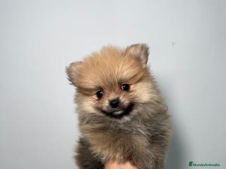 Pomerania perros Pomerania Macho - Anuncio 28