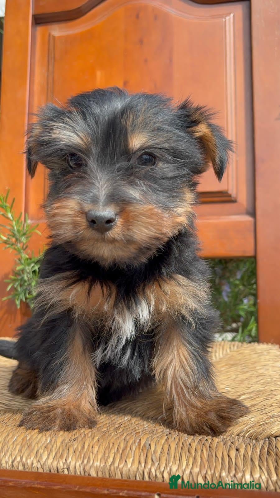 Yorkshire Terrier perros Yorkshire terrier  - Anuncio 1