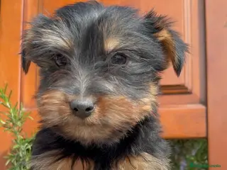 Yorkshire Terrier perros Yorkshire terrier - Anuncio 1