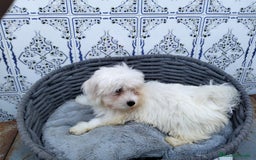 Bichón Maltés perros en venta: Bichón maltés 3 machitos  - Imagen 6