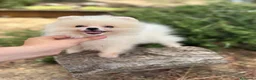 Pomerania perros en venta: Pomerania Toy (lulu de Pomerania ) - Anuncio 8