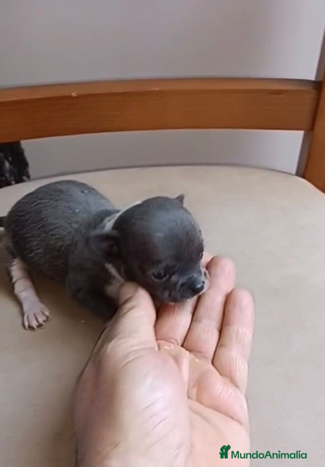 Chihuahua perros en venta: Chihuahua Mini toy blue - Anuncio 2