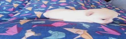 Chihuahua perros en venta: Camada Flapi Chihuahua  - Anuncio 13