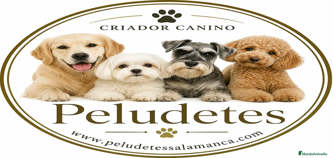 Imagen de galería {{count}}