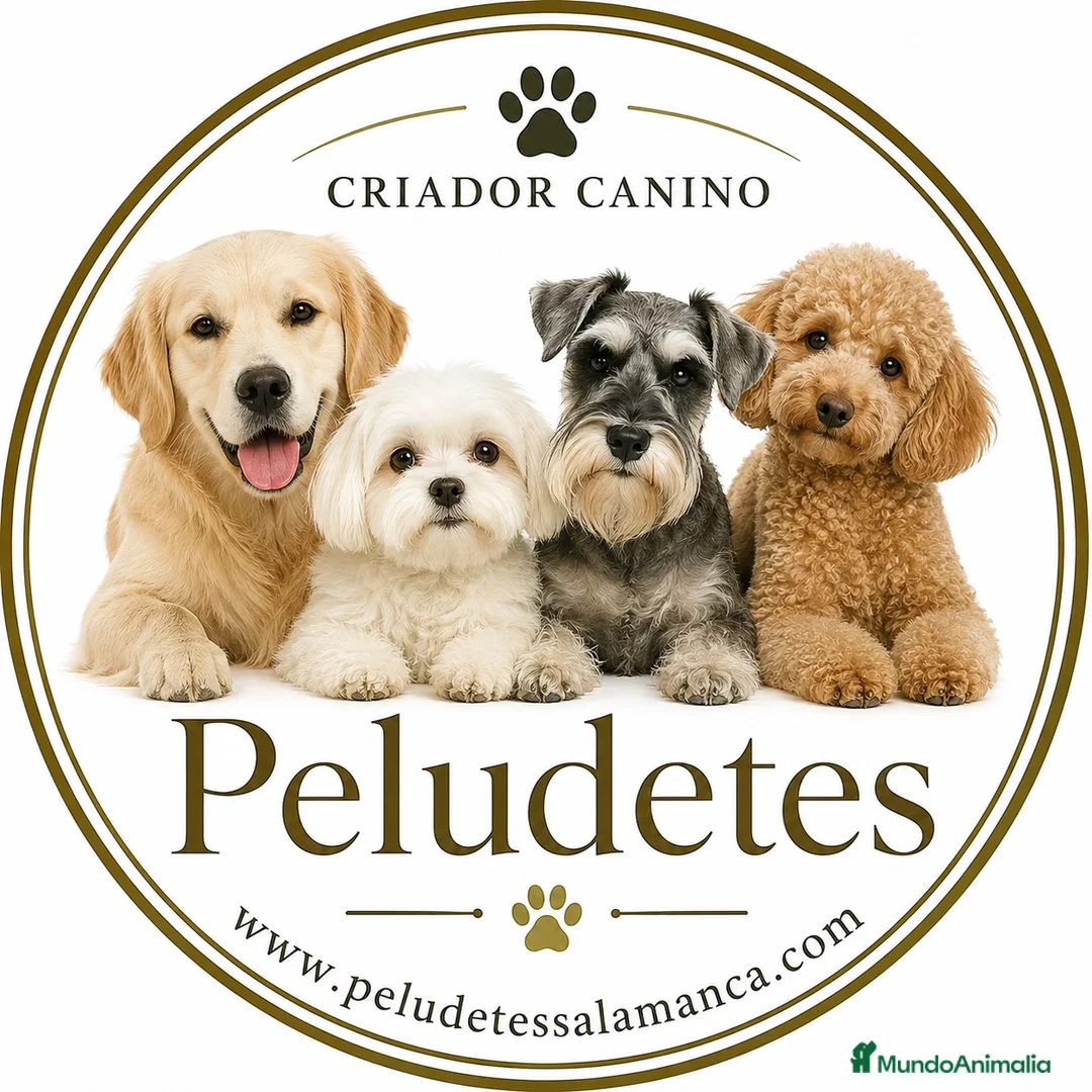 Imagen de galería {{count}}