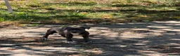 Staffordshire Bull Terrier perros en venta: Staffordshire Bull Terrier - Anuncio 2
