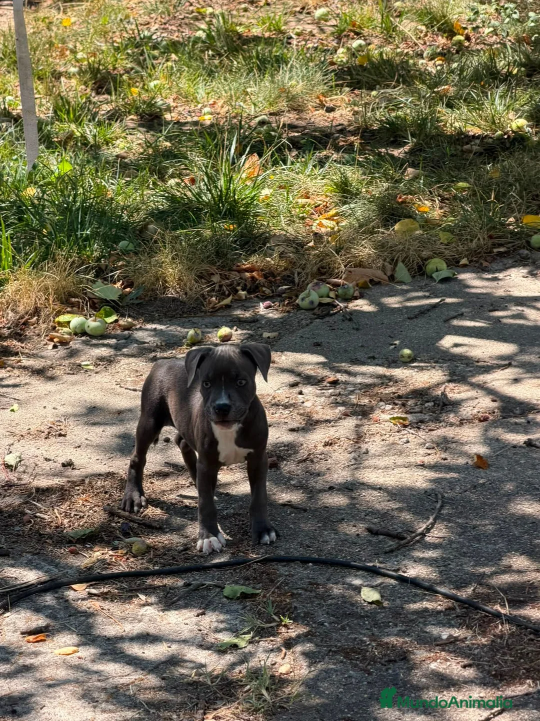 Staffordshire Bull Terrier perros en venta: Staffordshire Bull Terrier - Anuncio 2