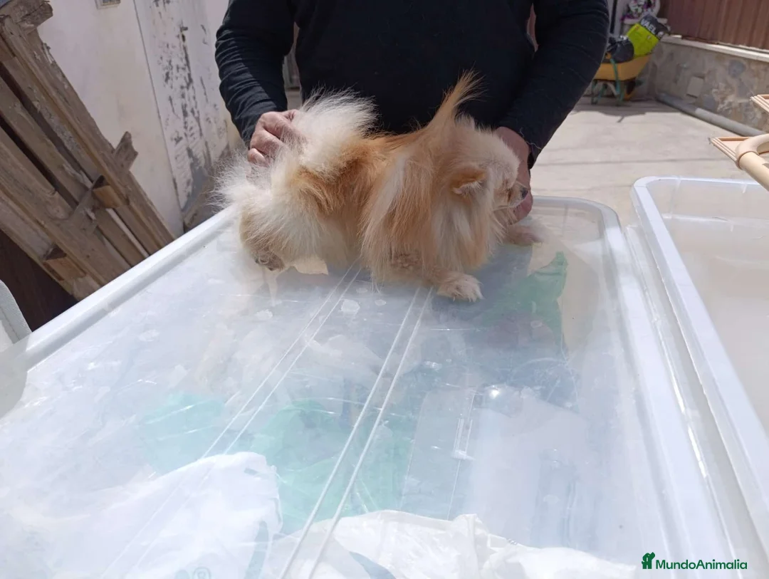 Pomerania perros en venta: Machito de pomerania americano  - Anuncio 1