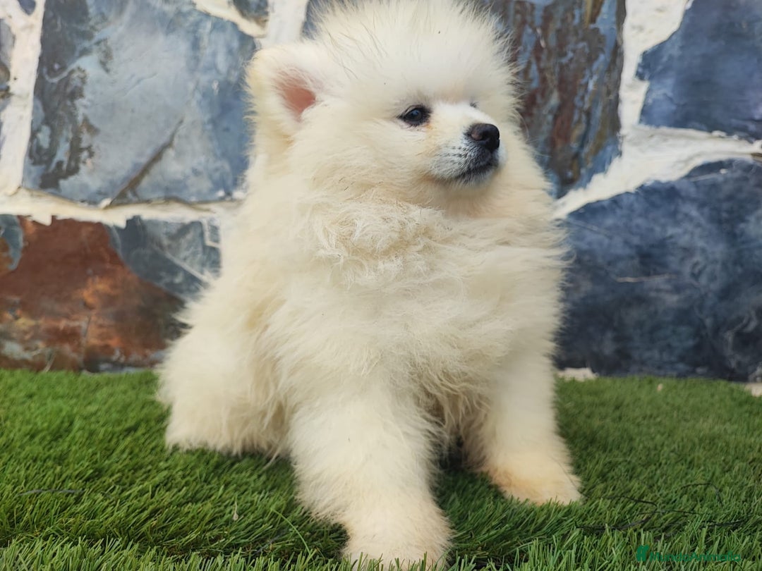 Pomerania perros en venta: POMERANIAS MACHOS BLANCOS - Imagen 7