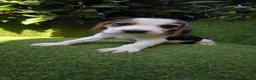 Beagle perros en venta: beagles tricolor 2 machos  - Anuncio 11
